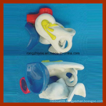 Expansion Model of Showing The Middle Ear Dissection